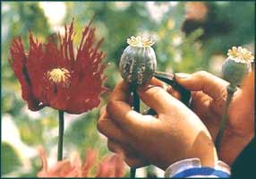 According to the United Nations, the stable Taliban government had completely eradicated opium production from Afghanistan by 2001.