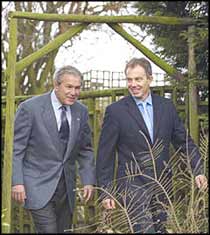 Tony Blair continues to lead the world around the mulberry Bush, and feeds us up with layers of lies, steeped in the blood of more than twenty thousand Iraqis.