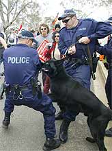 A police dog bites a policeman during crowd control activities at the USA embassy, Canberra.