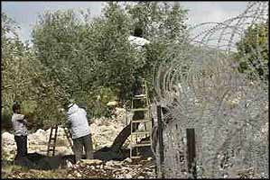 Men pick olives right next to a section of the apartheid wall that runs through their land, whilst avoiding being caught on rolls of barbed wire.
