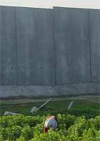 A woman harvesting in front of the Apartheid Wall, which coils around her home, Qalqiliya, for nearly 5 km, imprisoning the town's 42,000 residents.