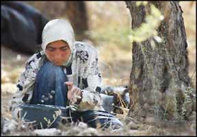 A Palestinian woman picks olives from the ground near her trees. Olive harvests are frequently marred or destroyed by theft, and the intimidation tactics of militant illegal settlers.